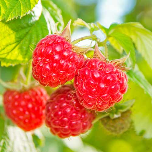 Himbeere Schonemann Red interface.image 1 interface.art 5842