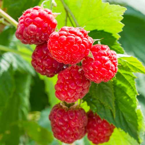 Himbeere Sugana (Ernte 2 Mal im Jahr), Р9 interface.image 1 interface.art 8036