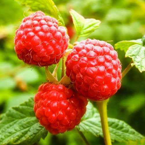 Himbeere Zewa (Ernte 2 Mal im Jahr), P9 interface.image 1 interface.art 1591