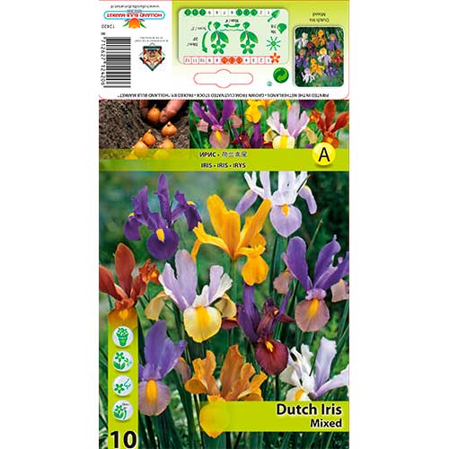 Holländische Schwertlilie, Farbmischung interface.art Bild 1 Holländische Schwertlilie, Farbmischung interface.image 1 interface.art 76229