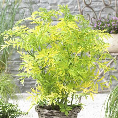 Holunder Golden Tower PBR, C3 interface.art Bild 1 Holunder Golden Tower PBR, C3 interface.image 1 interface.art 8578