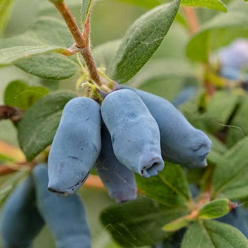 Honigbeere Duet, P9 interface.image 1 interface.art 9227