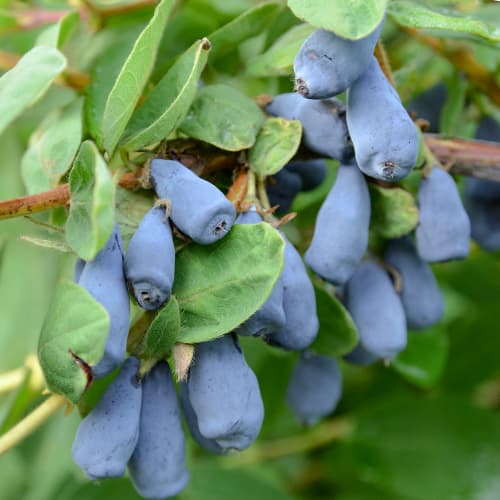 Honigbeere Wojtek, P9 interface.image 1 interface.art 9328