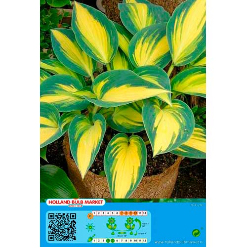 Hosta Remember Me interface.art Bild 1 Hosta Remember Me interface.image 1 interface.art 76461