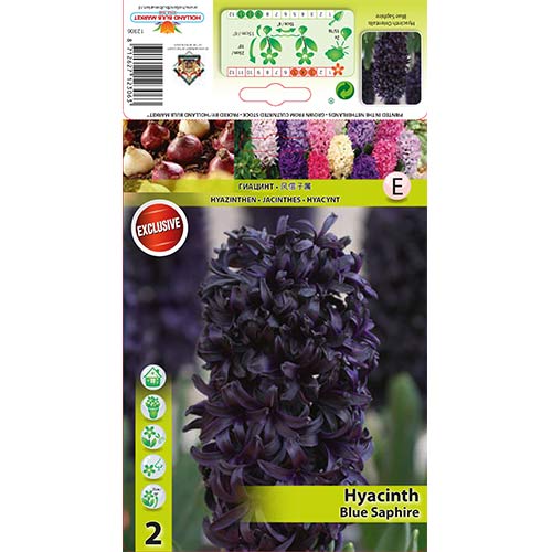 Hyazinthe Blue Saphire interface.image 1 interface.art 67358