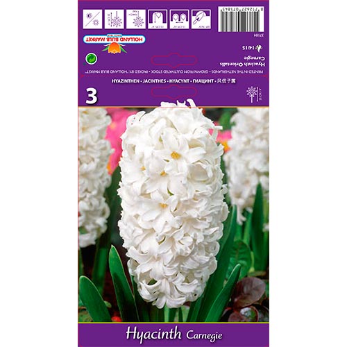 Hyazinthe Carnegie interface.image 1 interface.art 67587