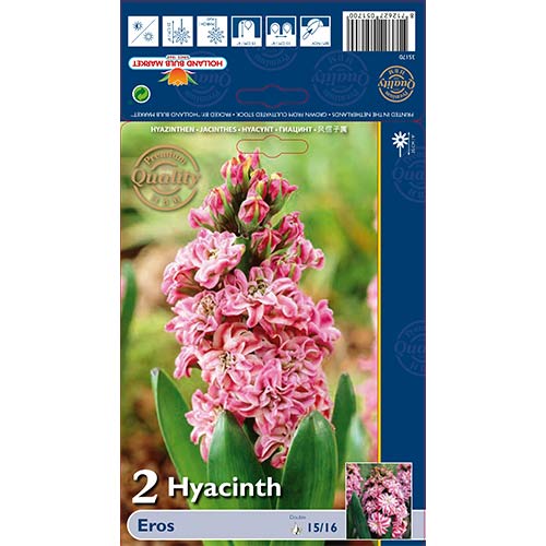 Hyazinthe Eros interface.image 1 interface.art 67591