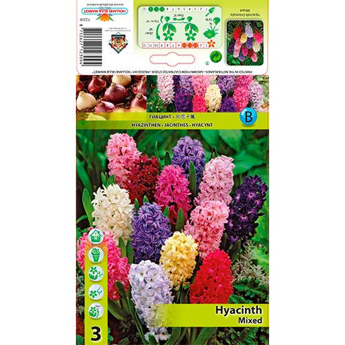 Hyazinthe, farbmischung interface.image 1 interface.art 68057