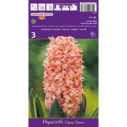 Hyazinthe Gipsy Queen interface.image 1 interface.art 67585