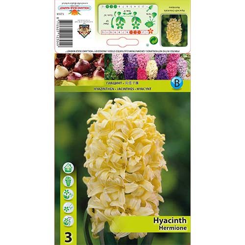 Hyazinthe Hermione interface.image 1 interface.art 70271