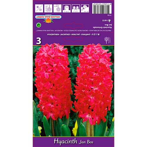 Hyazinthe Jan Bos interface.image 1 interface.art 67596