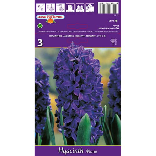 Hyazinthe Marie interface.image 1 interface.art 67588