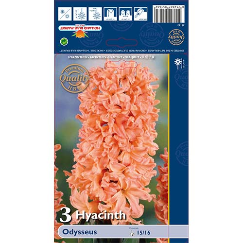 Hyazinthe Odysseus interface.image 1 interface.art 68010