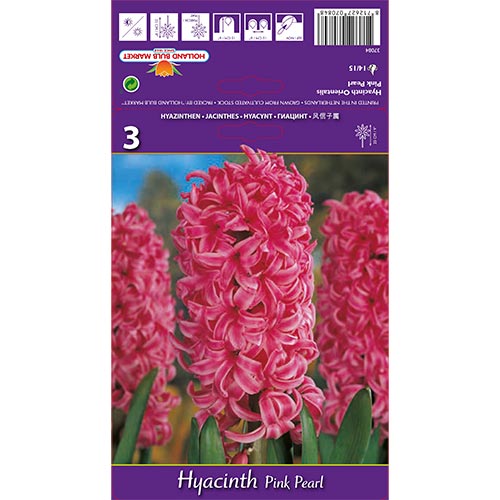 Hyazinthe Pink Pearl interface.art Bild 1 Hyazinthe Pink Pearl interface.image 1 interface.art 67365