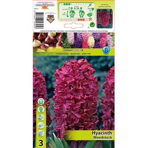 Hyazinthe Woodstock interface.image 1 interface.art 67584