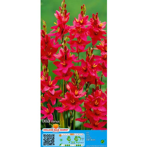 Iksia Venus interface.image 1 interface.art 76297