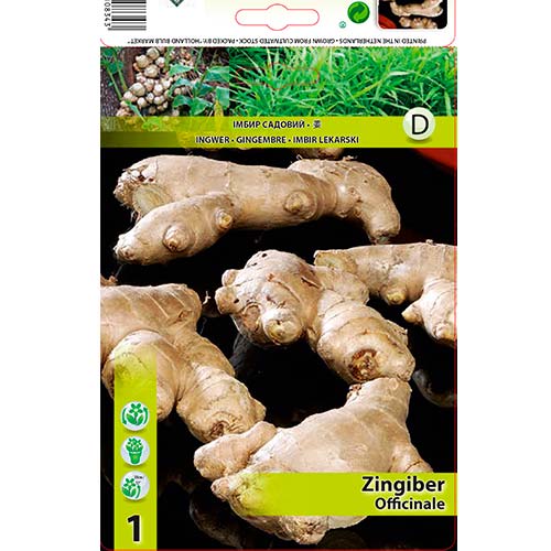 Ingwer (Zingiber) interface.art Bild 1 Ingwer (Zingiber) interface.image 1 interface.art 70504