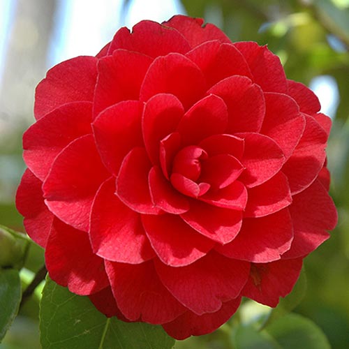 Japanische Kamelie Red interface.image 1 interface.art 76649