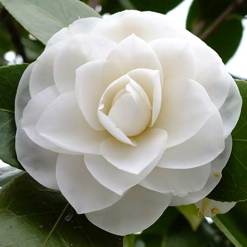 Japanische Kamelie White interface.art Bild 1 Japanische Kamelie White interface.image 1 interface.art 76646