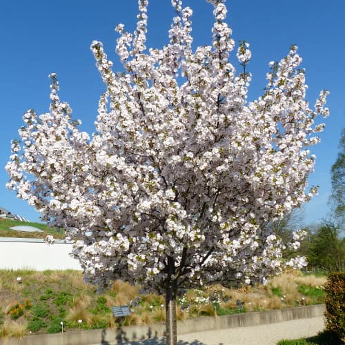 Japanische Säulenkirsche Sunset Boulevard interface.art Bild 1 Japanische Säulenkirsche Sunset Boulevard interface.image 1 interface.art 2043