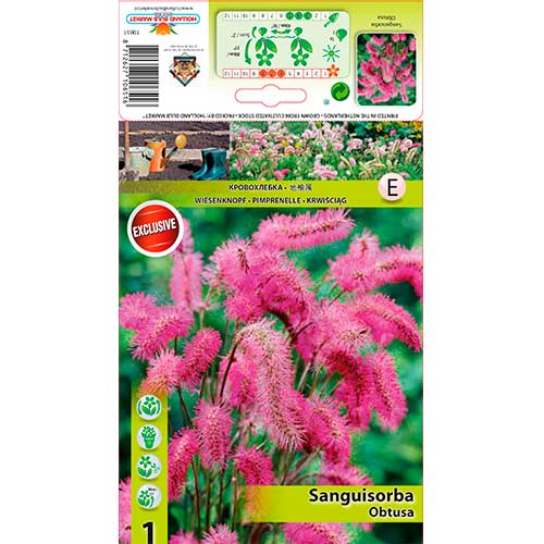 Japanischer Wiesenknopf interface.art Bild 1 Japanischer Wiesenknopf interface.image 1 interface.art 76362