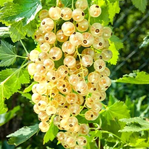 Johannisbeere Weiße Versaille, Р9 interface.art Bild 1 Johannisbeere Weiße Versaille, Р9 interface.image 1 interface.art 7562