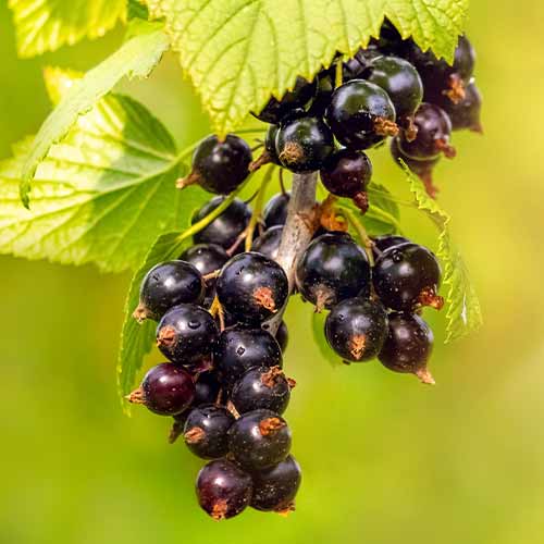 Jostabeere interface.image 1 interface.art 5834