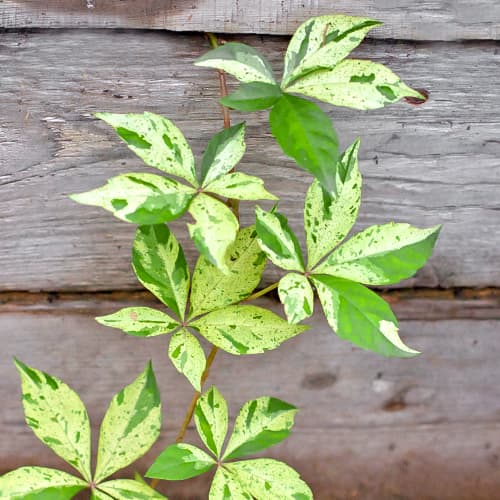 Jungfernrebe Star Showers, P9 interface.image 1 interface.art 5866