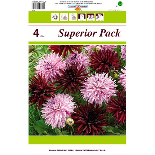 Kaktus Dahlie, Farbmischung interface.art Bild 1 Kaktus Dahlie, Farbmischung interface.image 1 interface.art 76412