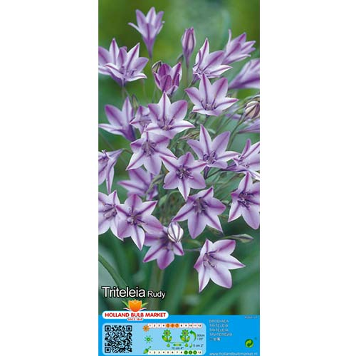 Kalifornische Hyazinthe (Triteleia) Rudy interface.image 1 interface.art 67680