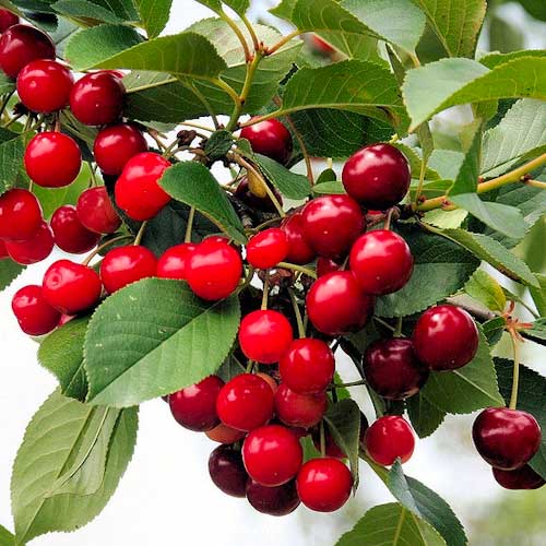 Kirsche Florinas, С2 interface.image 1 interface.art 1627