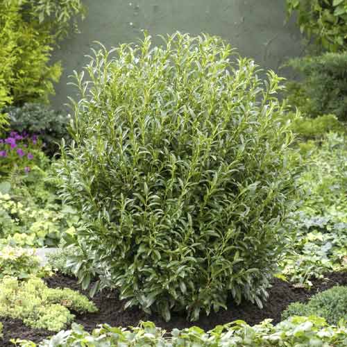 Kirschlorbeer Sofia PBR, C3 interface.art Bild 1 Kirschlorbeer Sofia PBR, C3 interface.image 1 interface.art 8570