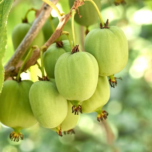 Kiwi Hokey Pokey®, С2 interface.image 1 interface.art 5449