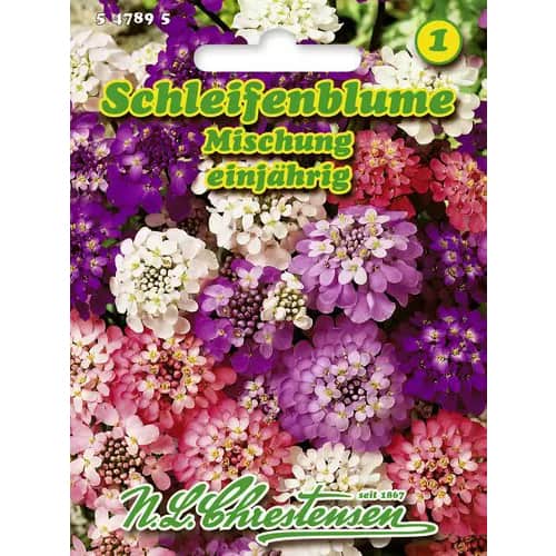 Schleifenblume Mischung interface.image 1 interface.art 96428