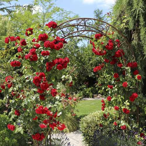 Kletterrose Amadeus®, C5 interface.image 1 interface.art 5490