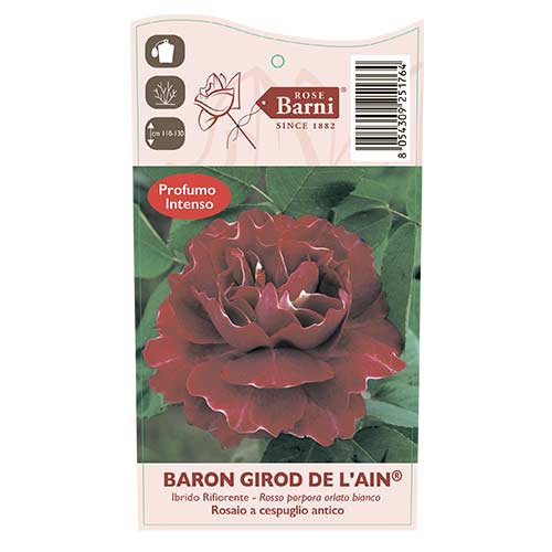 Kletterrose Baron Girod De L'ain, C5 interface.art Bild 3 Kletterrose Baron Girod De L'ain, C5 interface.image 3 interface.art 6141