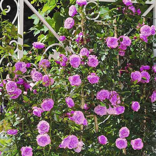 Kletterrose blau-lila interface.art Bild 1 Kletterrose blau-lila interface.image 1 interface.art 2158