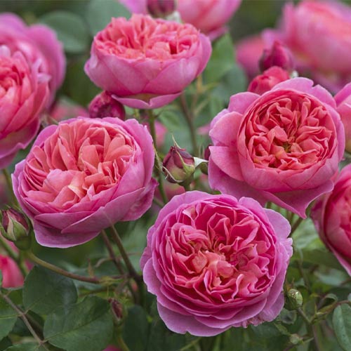 English Rose Boscobel®, C5 interface.art Bild 1 English Rose Boscobel®, C5 interface.image 1 interface.art 5498