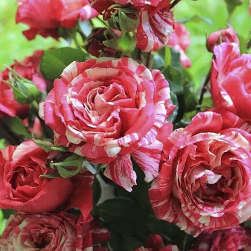 Kletterrose Chocolate Ripples interface.image 1 interface.art 6248