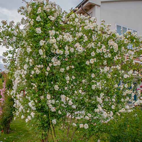 Kletterrose Climbing Iceberg® interface.image 1 interface.art 5491