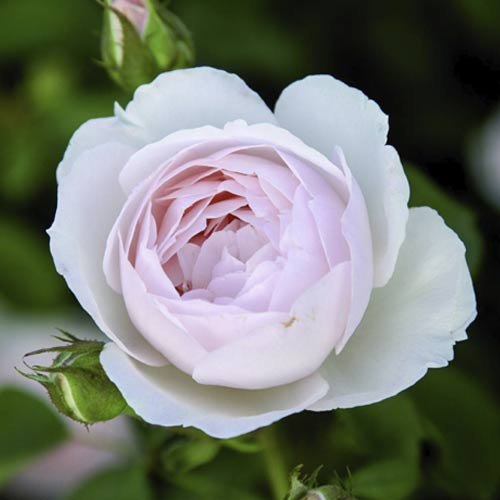 English Rose Desdemona®, C5 interface.art Bild 1 English Rose Desdemona®, C5 interface.image 1 interface.art 5500