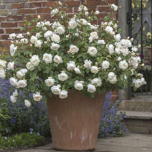 English Rose Desdemona®, C5 interface.art Bild 2 English Rose Desdemona®, C5 interface.image 2 interface.art 5500