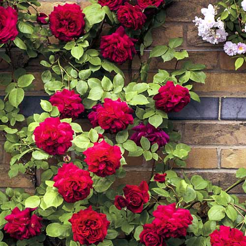 Kletterrose Don Juan interface.image 1 interface.art 6249