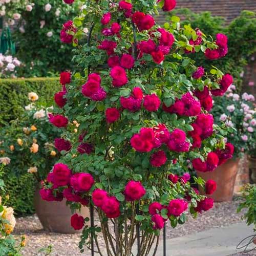 Kletterrose dunkelrosa interface.art Bild 1 Kletterrose dunkelrosa interface.image 1 interface.art 5895