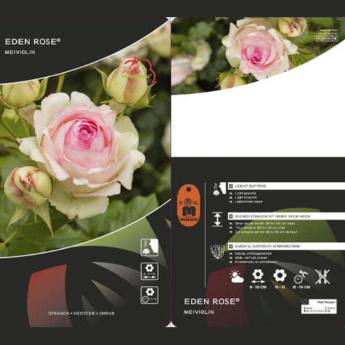 Kletterrose Eden Rose®, C3 interface.image 3 interface.art 4559