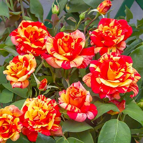 Kletterrose Flash®, C5 interface.art Bild 1 Kletterrose Flash®, C5 interface.image 1 interface.art 5493