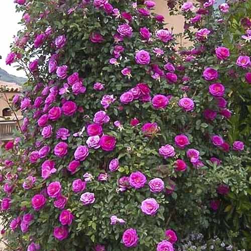 Kletterrose Gloriana interface.art Bild 1 Kletterrose Gloriana interface.image 1 interface.art 6250