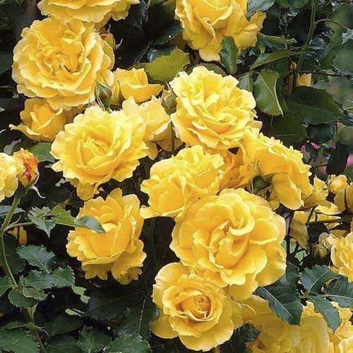 Kletterrose Golden Climber®, C3 interface.art Bild 1 Kletterrose Golden Climber®, C3 interface.image 1 interface.art 5826