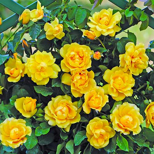 Kletterrose Golden Gate® interface.art Bild 1 Kletterrose Golden Gate® interface.image 1 interface.art 5494