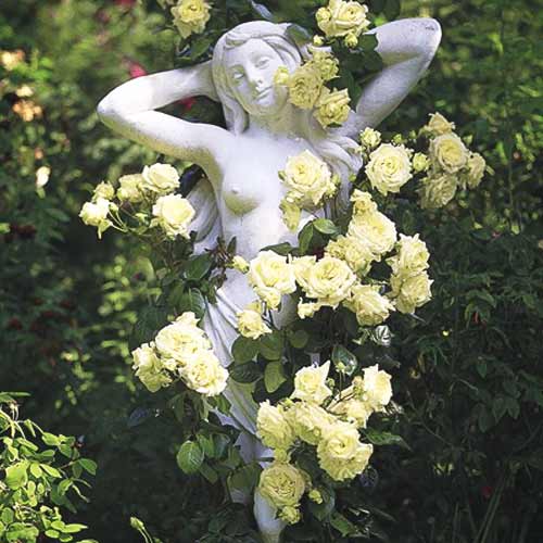 Kletterrose grün interface.art Bild 1 Kletterrose grün interface.image 1 interface.art 2162